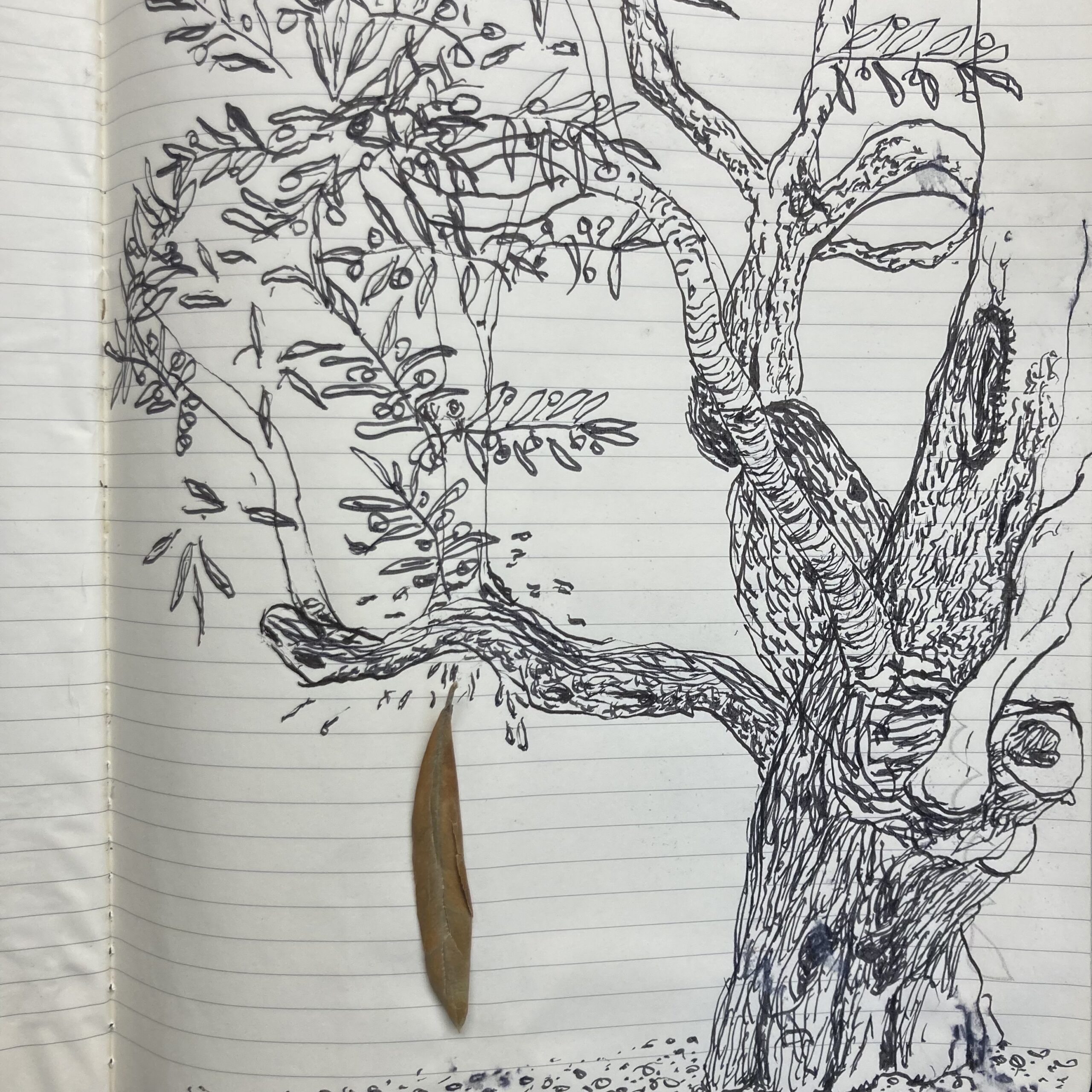 Olive tree